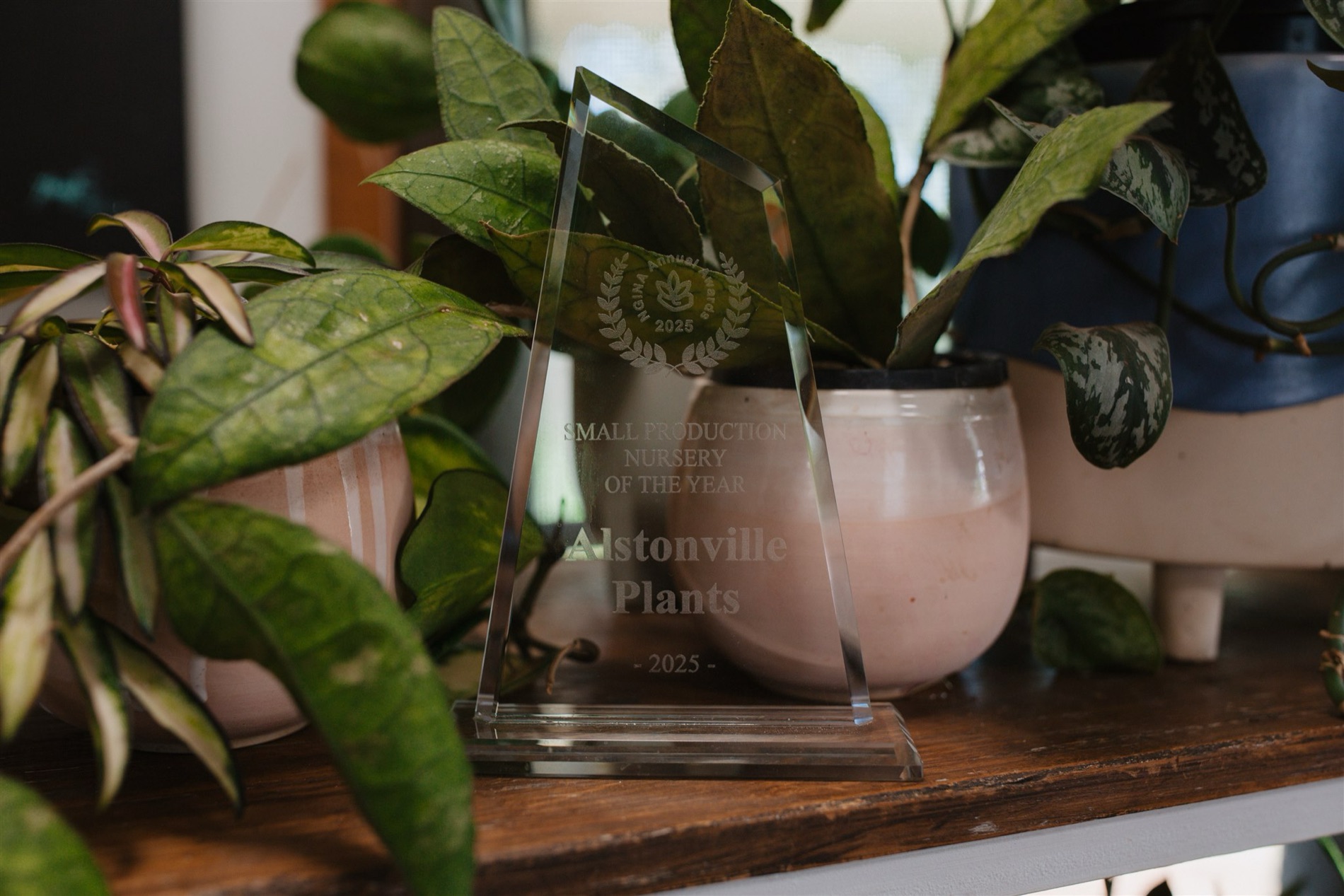 2004 — Nursery of the Year, NGINA