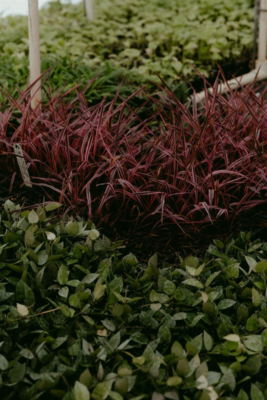 Lomandra longifolia