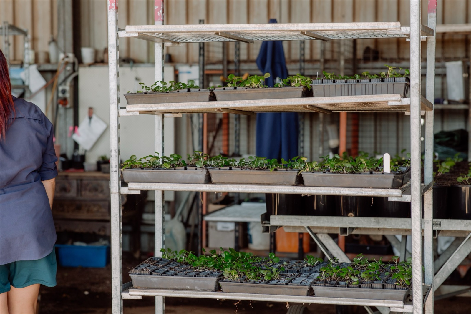 Seedling shelves where the palette is contract-grown ahead of install dates