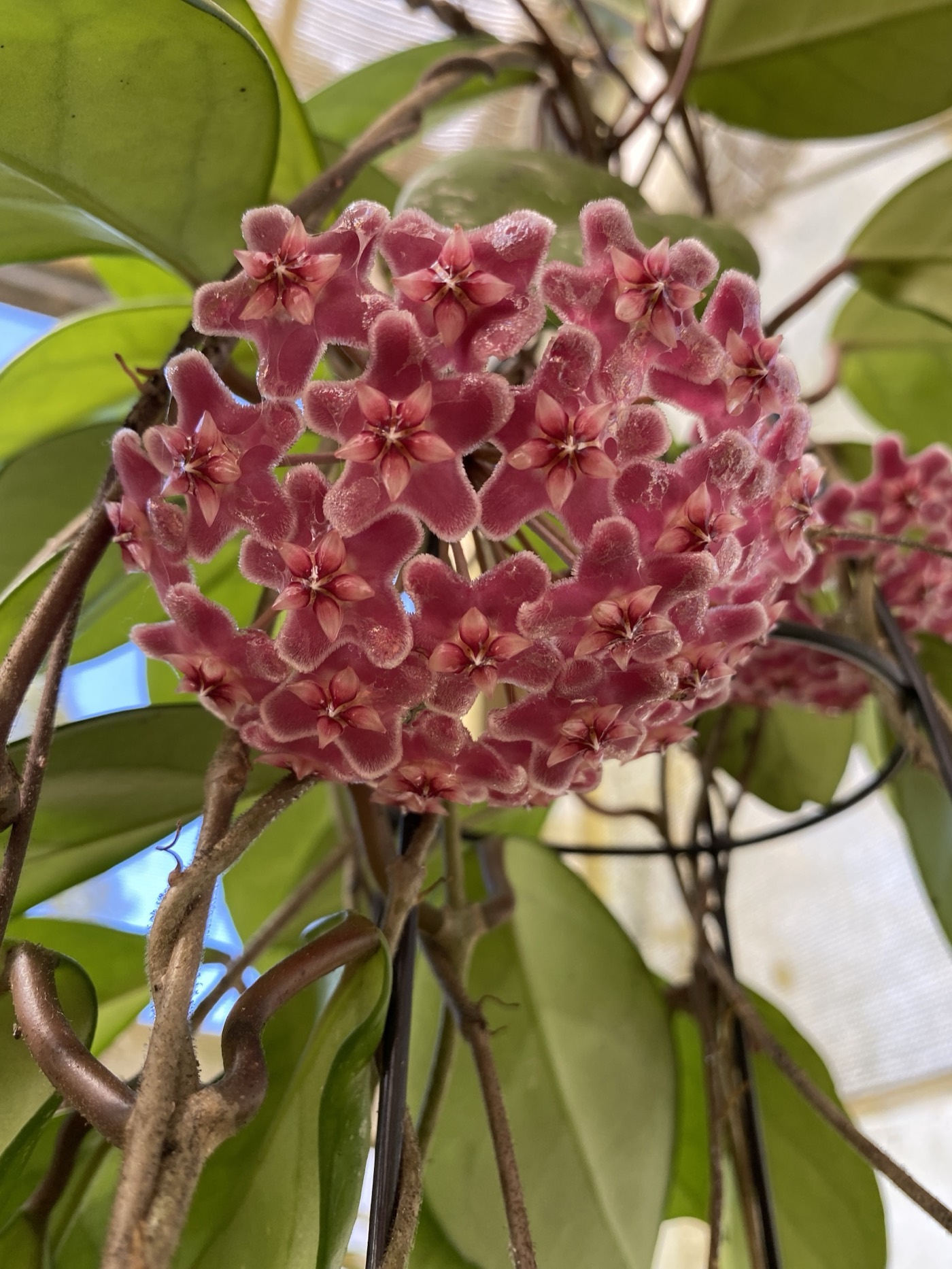 Deep pink Hoya flower cluster in bloom