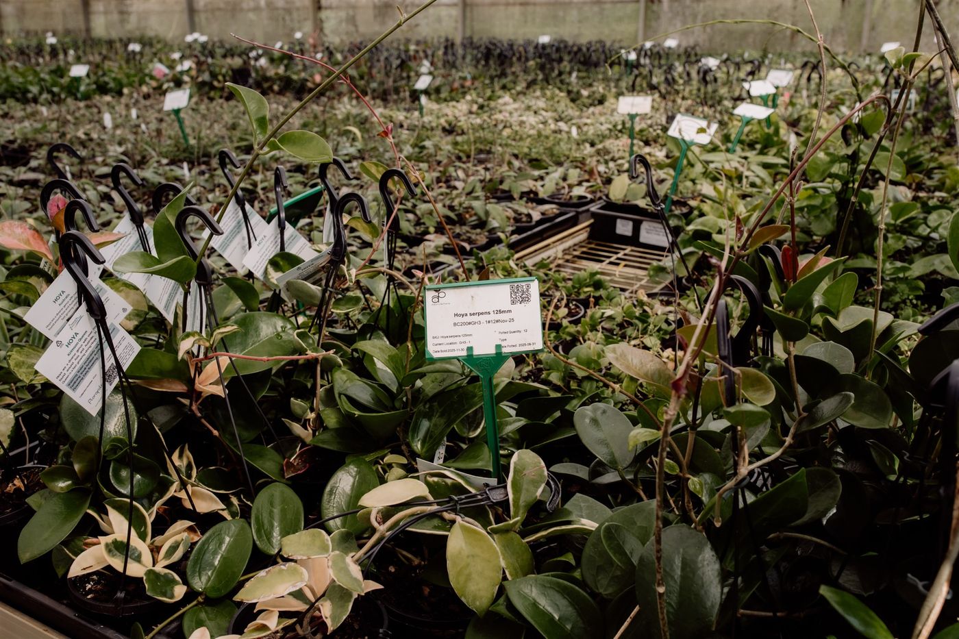 Hoya production trays at volume