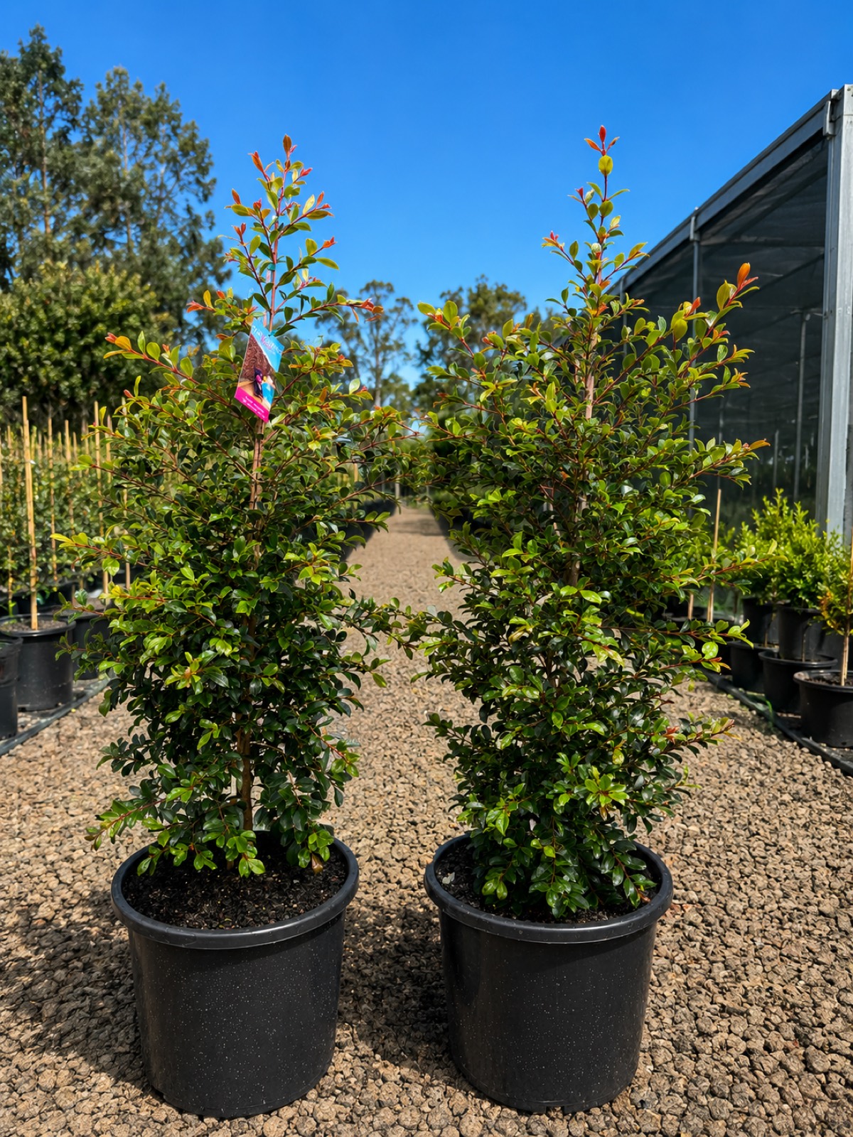 Advanced Backyard Bliss screening stock grown on in 300mm pots