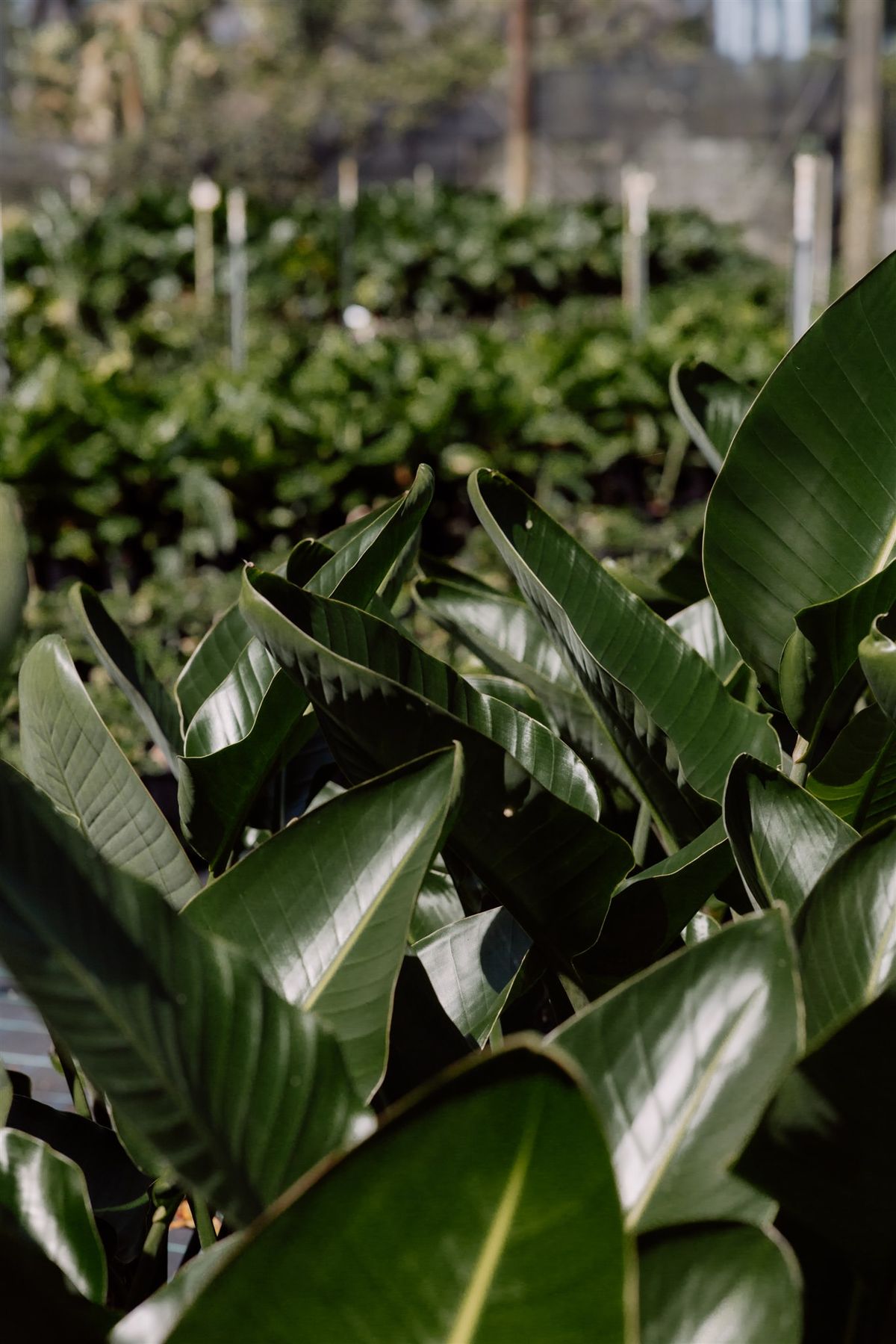 Exclusive foliage lines in production