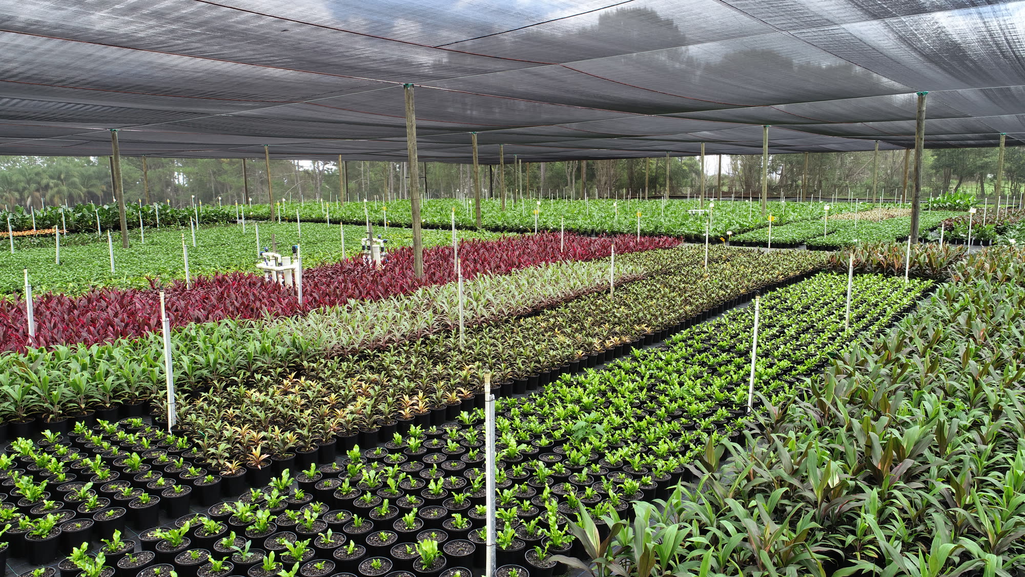 Production rows and shade houses at the nursery