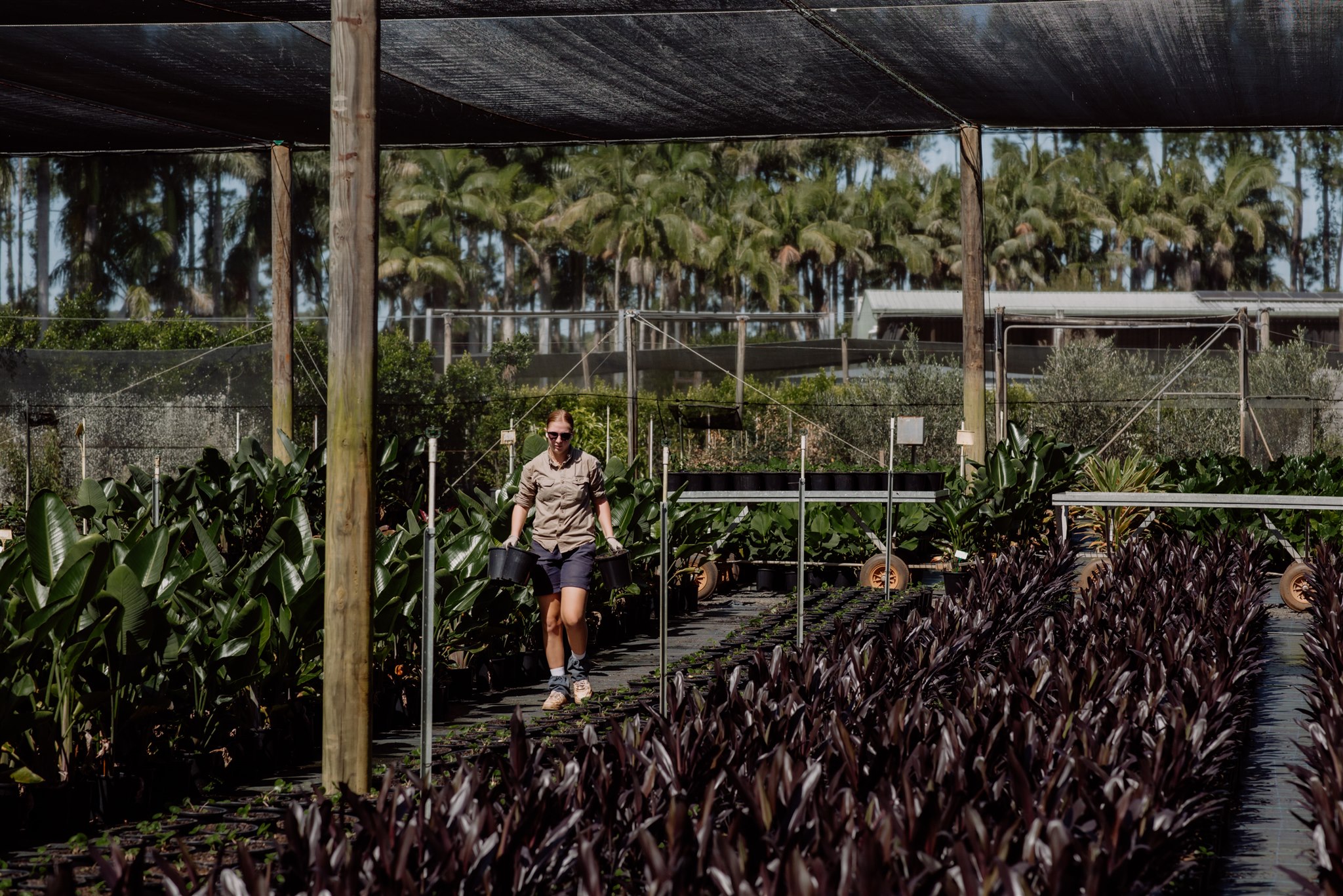 A team member carrying potted stock through production rows under shade cloth at the nursery