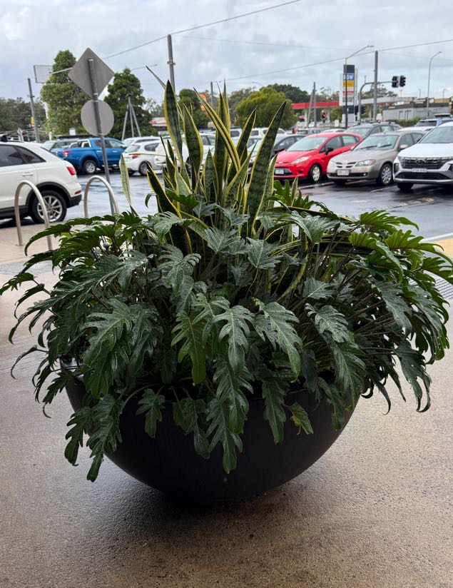 Planted feature bowl of philodendron and sansevieria at the Ballina Fair centre entry