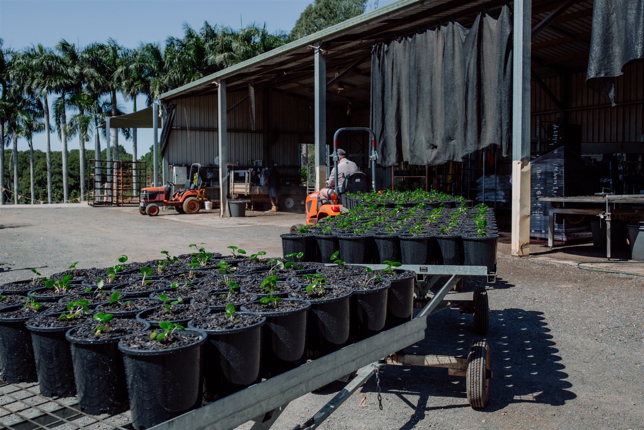 Trolleys of freshly potted stock outside the potting shed at the Florafolia nursery