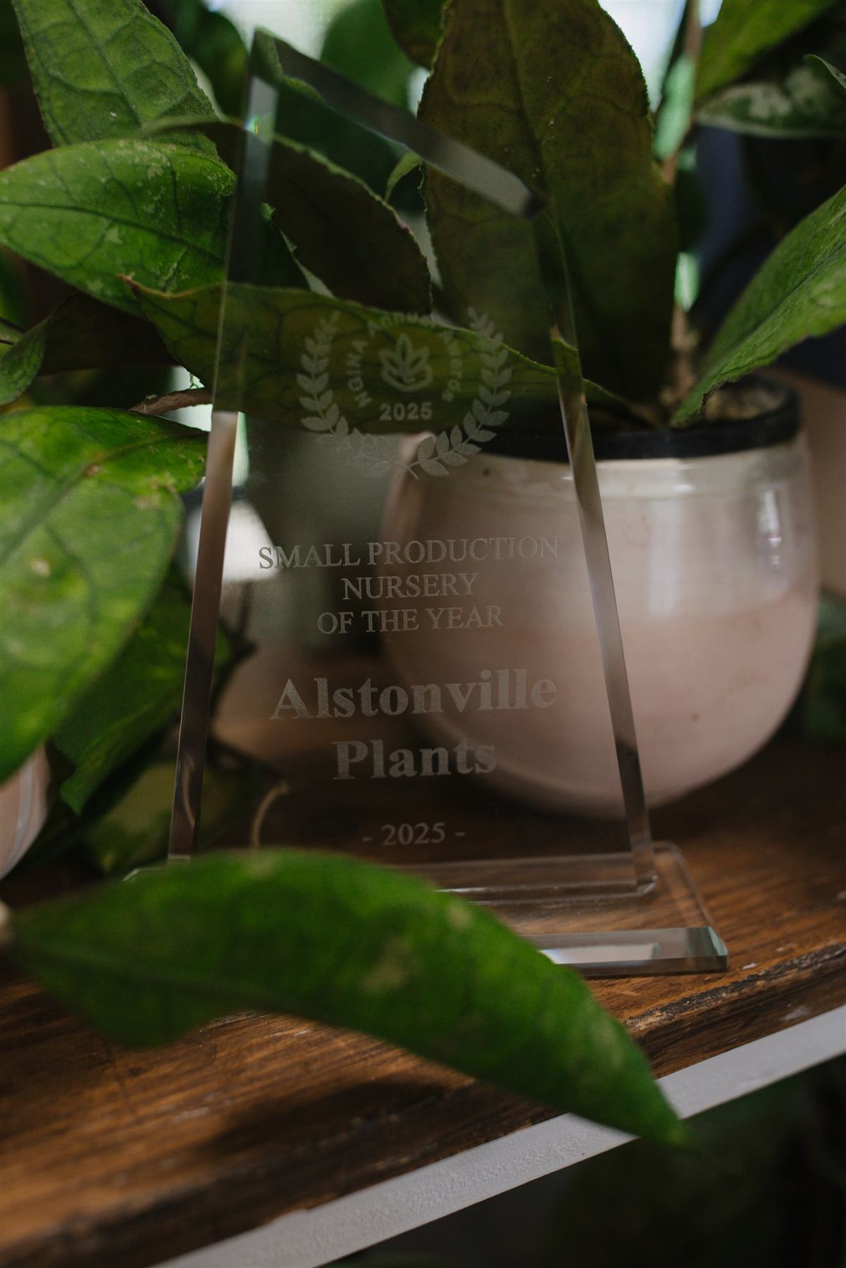 The GINA Small Production Nursery of the Year 2025 trophy on a shelf among the plants