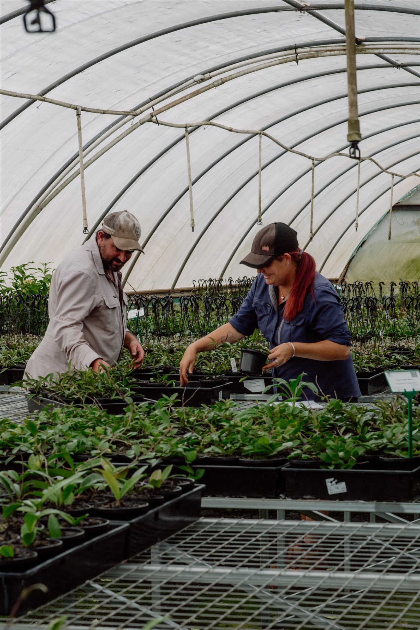 Two of the Florafolia team hand-tending stock in the tunnel house