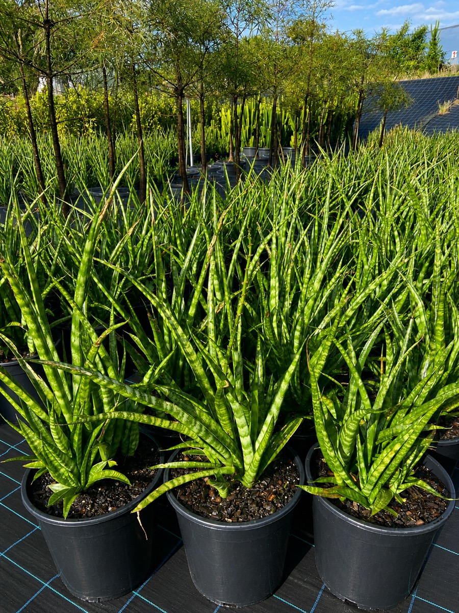 Sansevieria grown on in pots, ready for despatch
