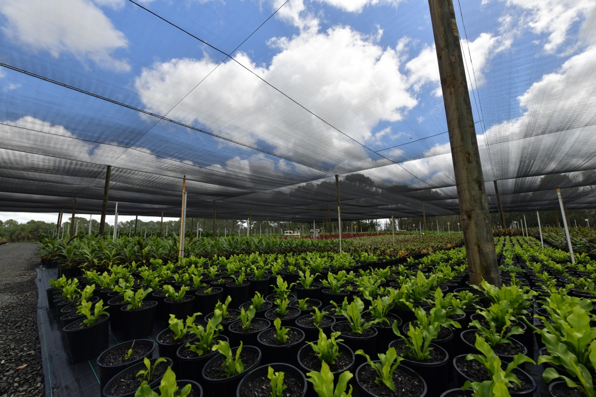 Rows of young stock growing under shade cloth on the Alstonville Plateau